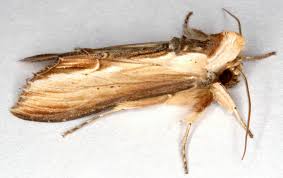 Attēlu rezultāti vaicājumam “Shargacucullia scrophulariae larva”