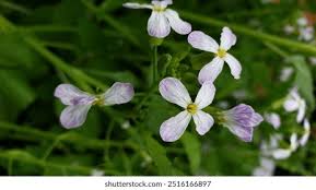Attēlu rezultāti vaicājumam “Raphanus sativus flower”