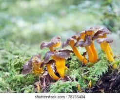 Attēlu rezultāti vaicājumam “Cantharellus lutescens”