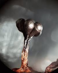 Attēlu rezultāti vaicājumam “Metatrichia vesparia stalked”