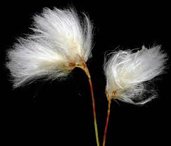 Attēlu rezultāti vaicājumam “Eriophorum gracile fruit”