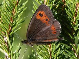 Attēlu rezultāti vaicājumam “Erebia ligea underside”