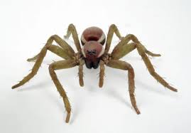 Attēlu rezultāti vaicājumam “Dolomedes fimbriatus”