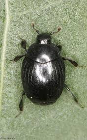 Attēlu rezultāti vaicājumam “Histeridae”