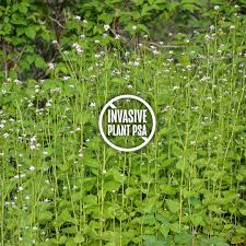 Image result for Alliaria petiolata