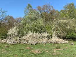 Attēlu rezultāti vaicājumam “Amelanchier spicata”