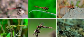 Attēlu rezultāti vaicājumam “Sympetrum vulgatum male”