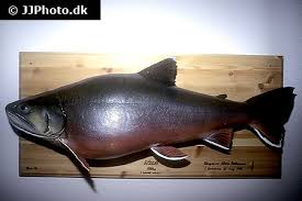 Image result for Salvelinus alpinus