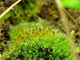 Attēlu rezultāti vaicājumam “Splachnum ampullaceum sporophyte”