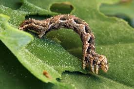 Attēlu rezultāti vaicājumam “Pelurga comitata”