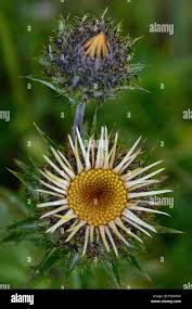 Attēlu rezultāti vaicājumam “Carlina vulgaris”