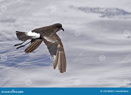 Image result for Oceanites oceanicus