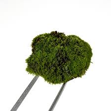 Attēlu rezultāti vaicājumam “Bryum caespiticium”