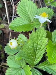 Attēlu rezultāti vaicājumam “Fragaria viridis fruit”