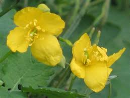 Attēlu rezultāti vaicājumam “Chelidonium majus bud”