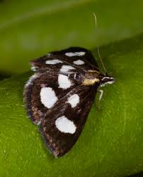 Attēlu rezultāti vaicājumam “Anania funebris”