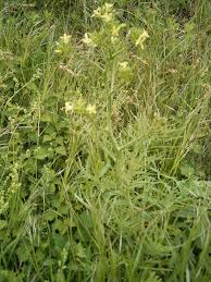 Attēlu rezultāti vaicājumam “Sisymbrium volgense flower”