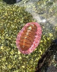 Attēlu rezultāti vaicājumam “Anaptychia ciliaris”