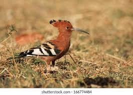 Image result for hoepoe