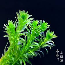 「水蘊草」的圖片搜尋結果