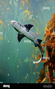 Image result for Triakis megalopterus