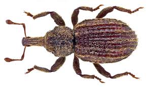 Attēlu rezultāti vaicājumam “Curculionidae”