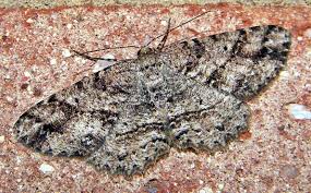 Attēlu rezultāti vaicājumam “Abraxas grossulariata larva”