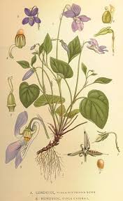 Attēlu rezultāti vaicājumam “Viola riviniana”