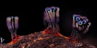 Attēlu rezultāti vaicājumam “Metatrichia vesparia”