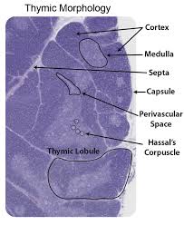 Image result for Thymus
