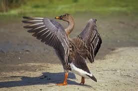 Attēlu rezultāti vaicājumam “Carduelis flammea”