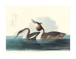 Attēlu rezultāti vaicājumam “Podiceps cristatus”