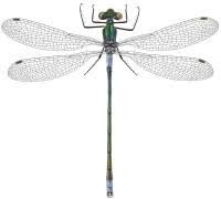 Attēlu rezultāti vaicājumam “Lestes dryas”