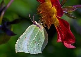 Attēlu rezultāti vaicājumam “Gonepteryx rhamni”