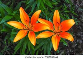 Attēlu rezultāti vaicājumam “Liliaceae”