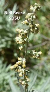 Attēlu rezultāti vaicājumam “Artemisia vulgaris flower”