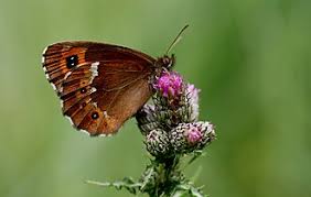 Attēlu rezultāti vaicājumam “Erebia ligea”