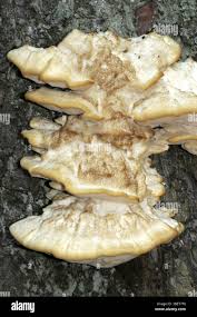 Attēlu rezultāti vaicājumam “Bondarzewia mesenterica”