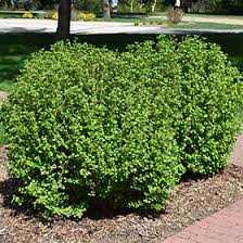 Attēlu rezultāti vaicājumam “Ribes alpinum”