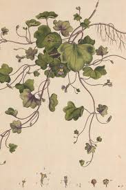 Attēlu rezultāti vaicājumam “Cymbalaria muralis leaf”