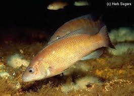 Image result for Tautogolabrus adspersus