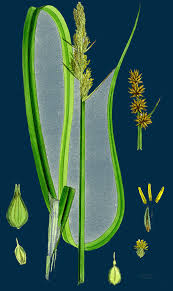 Attēlu rezultāti vaicājumam “Carex vulpina”