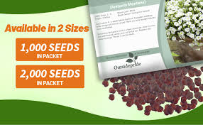 Attēlu rezultāti vaicājumam “Carex arenaria  fruit”