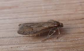 Attēlu rezultāti vaicājumam “Diurnea lipsiella male”