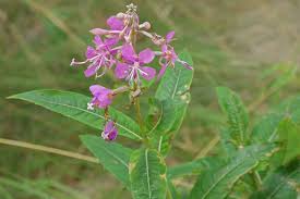 Image result for Epilobium angustifolium
