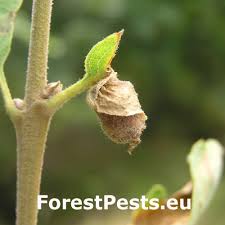 Attēlu rezultāti vaicājumam “Attelabus nitens”