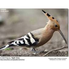 Attēlu rezultāti vaicājumam “Upupa epops adult”