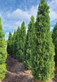 Attēlu rezultāti vaicājumam “Thuja occidentalis”