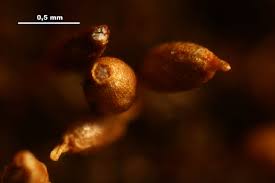 Attēlu rezultāti vaicājumam “Weissia brachycarpa”