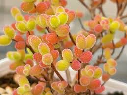 Attēlu rezultāti vaicājumam “Diderma globosum macro”